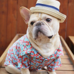 Keep your pup stylish and shaded with our Dog Bucket Hats. Adorable designs, perfect fit, and sun protection for your furry friend's outdoor adventures.