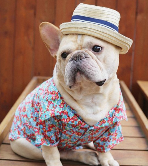 Keep your pup stylish and shaded with our Dog Bucket Hats. Adorable designs, perfect fit, and sun protection for your furry friend's outdoor adventures.